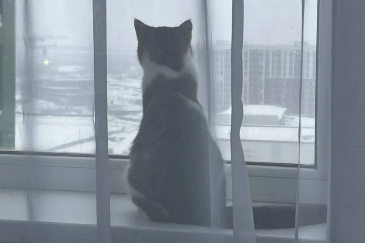 Zoopsychologist Kapustin: the cat needs access to the window
