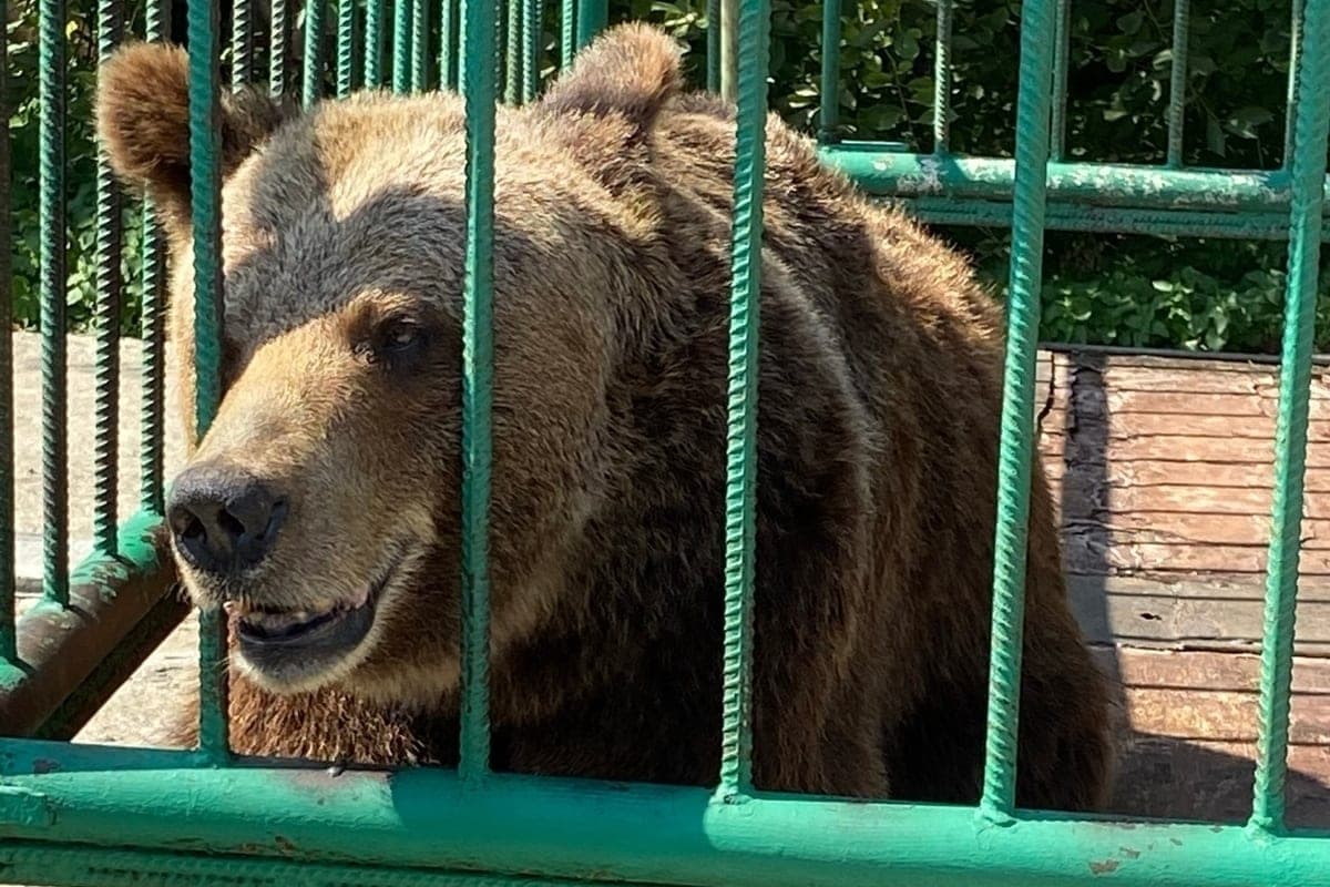 Bear trail at the door: why predators are increasingly appearing near homes