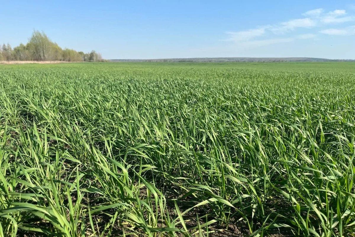 In the field of agriculture in the Ryazan region employs 29 900 people
