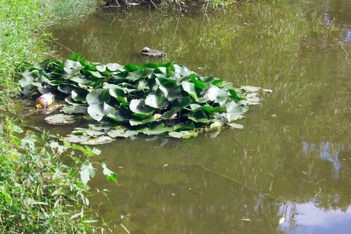 У озера под Североморском с новой станцией водоподготовки оказалось слишком много опасного канцерогена