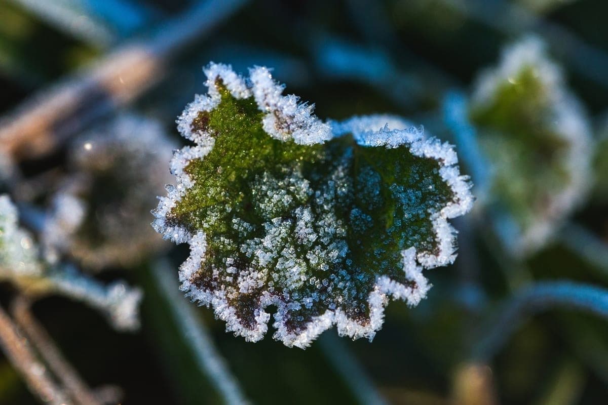 Wet snow and night frosts are expected in the Tomsk region on October 15