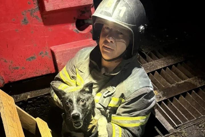 In Melitopol pulled a dog from a two-meter hatch