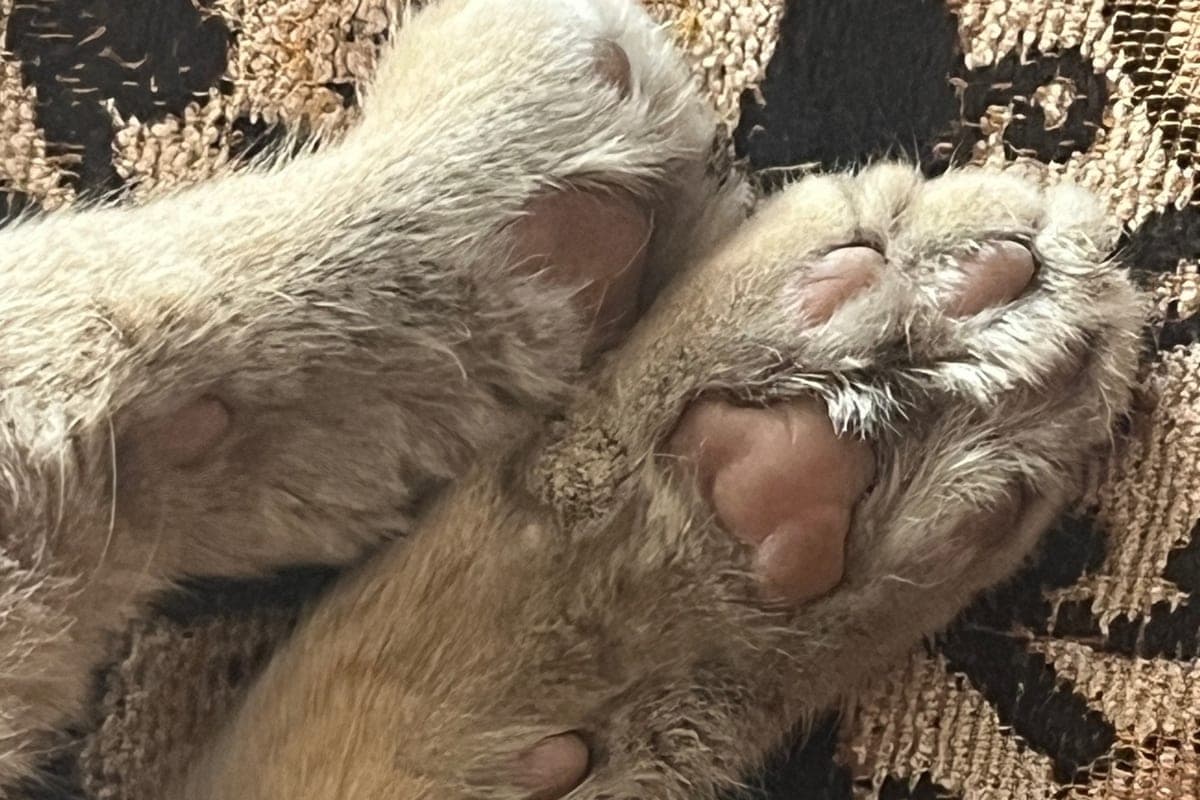 Orel businessman was punished with ruble for expired cat food