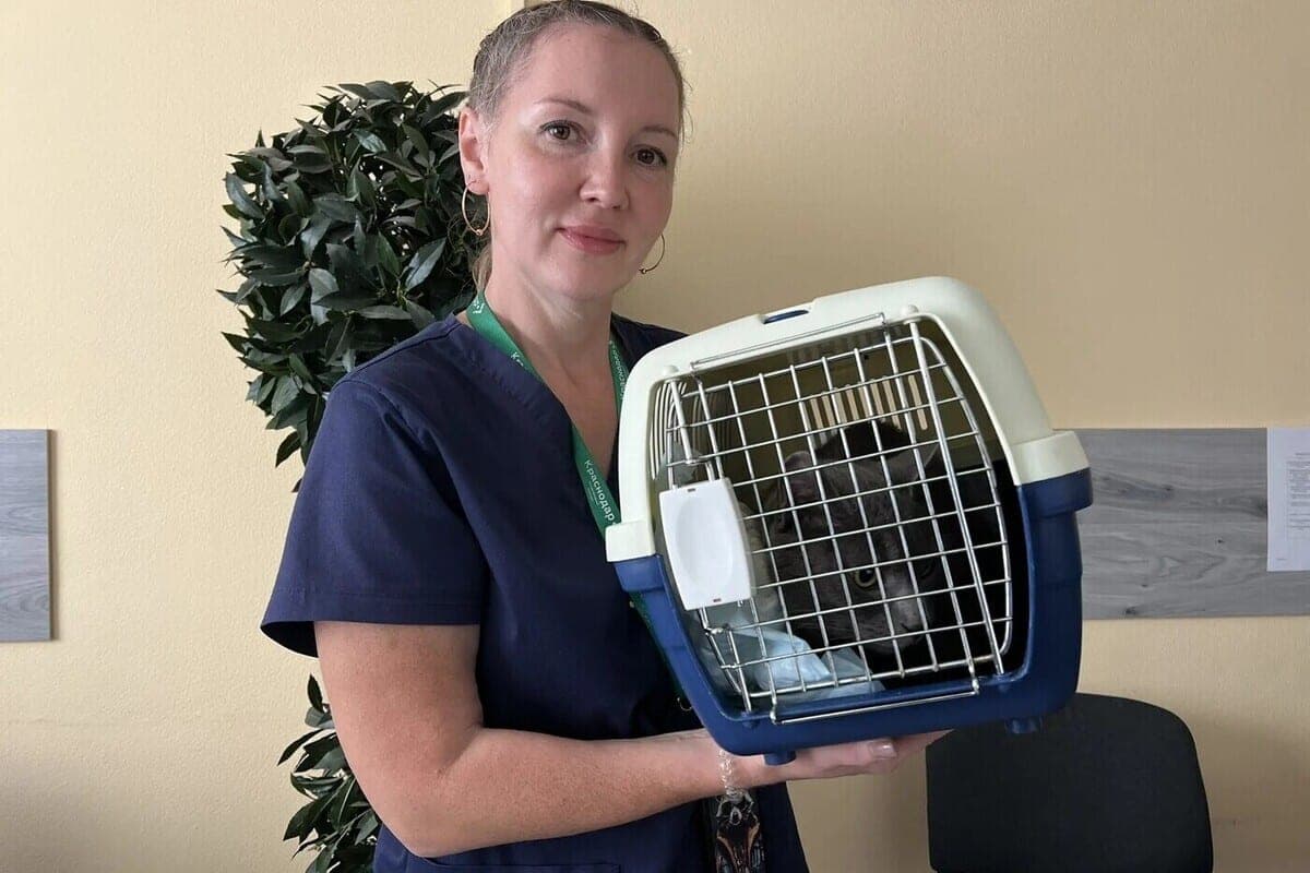 At the airport of Krasnodar a month later found escaped from the flight cat Vasily