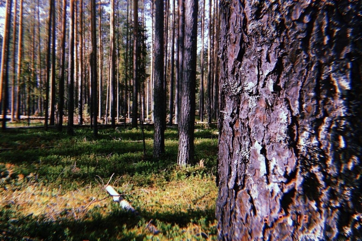 Almost 300 Vologda residents tested the knowledge of the hunting minimum