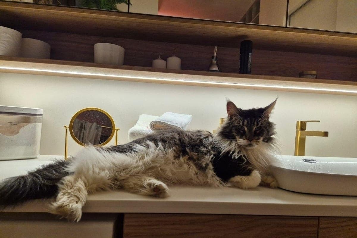Designers told how to better equip the bathroom