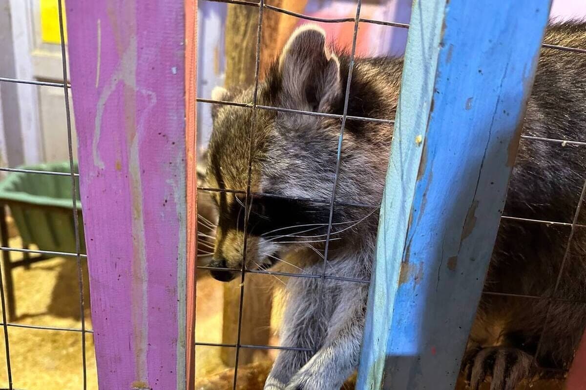 Kaliningrad raccoons moved during the repair of the historic building
