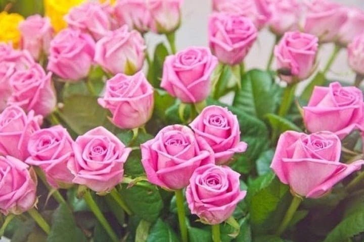 Volgograd residents told how to properly cover roses and hydrangeas for the winter