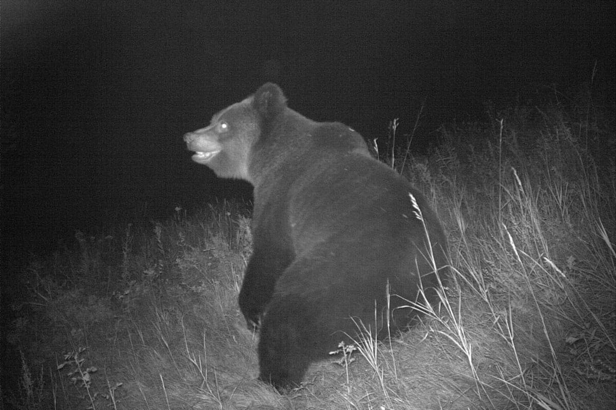 Brown bear held a “photo session” in the Khakass reserve