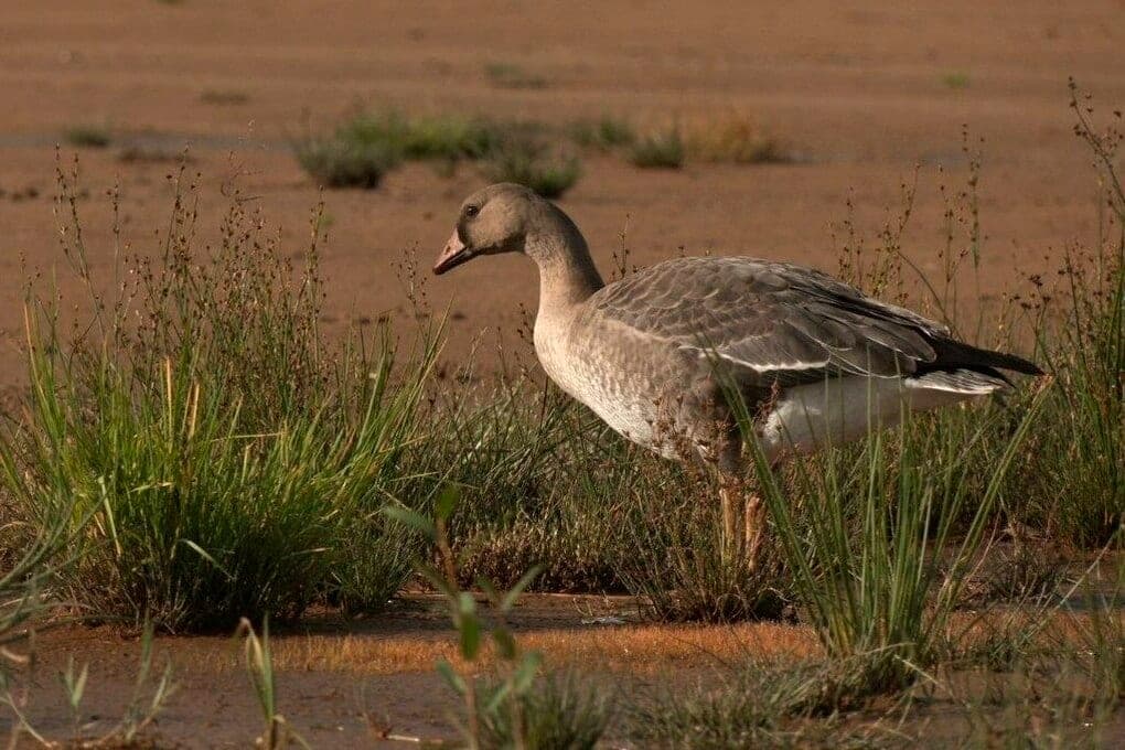 White-headed goose returned from the tundra to feed on Lake Ladoga