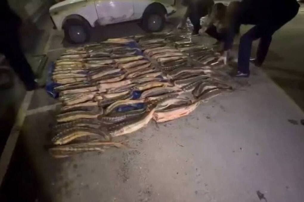 More than 350 kg of red sturgeon found in the trunk of a resident of Dagestan