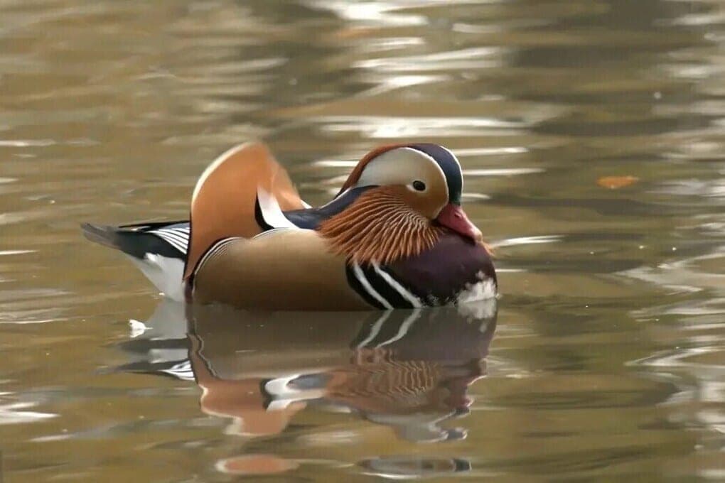 A rare mandarin duck in a luxurious outfit visited St. Petersburg