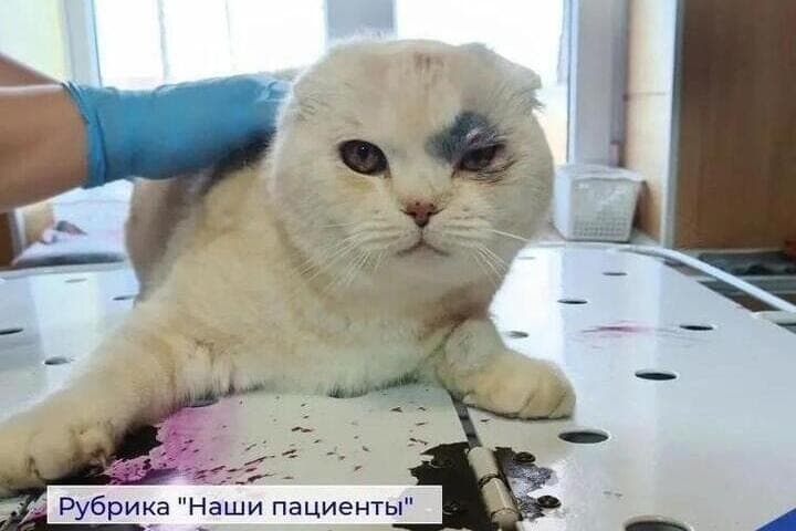 В Дзержинском округе неизвестные стреляли в кота