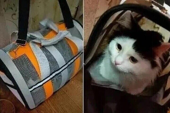 No one came back for the cat left in the Voronezh minibus