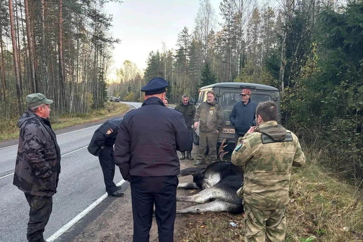 Regret 1500 for a license: in the Leningrad region caught a suspected moose poacher