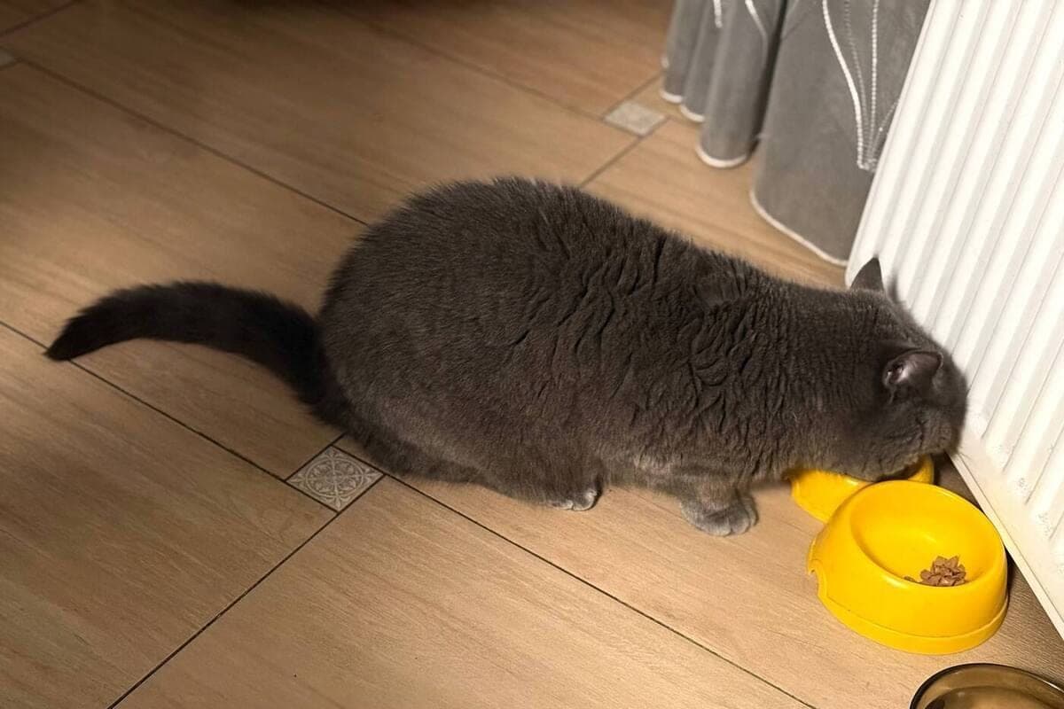 The main risks of natural nutrition for the pet. اللجنة البيطرية تُسدي المشورة إلى الشماليين عند اختيار حمية الحيوان