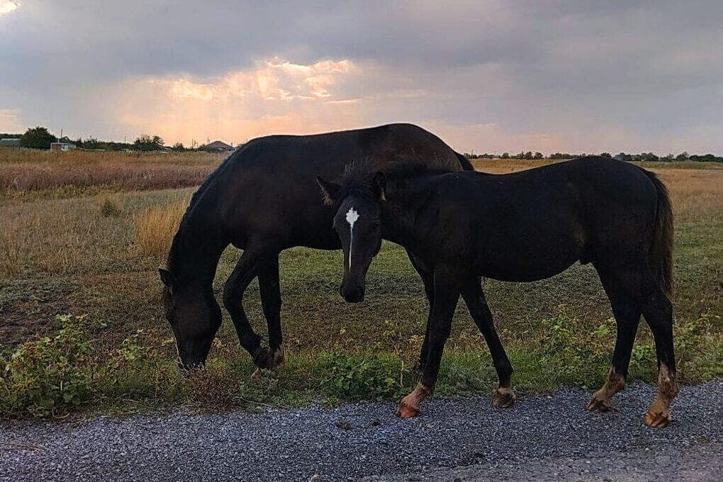 Famoso anfitrión de la radio muere después de fallido montar a caballo