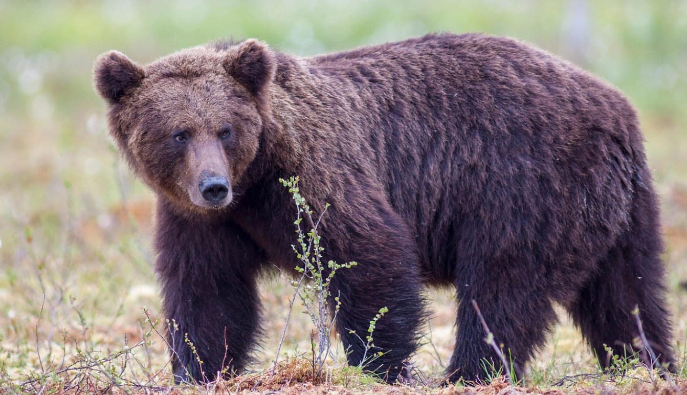 In the Altai region, a bear attacked a 15-year-old teenager – what is known