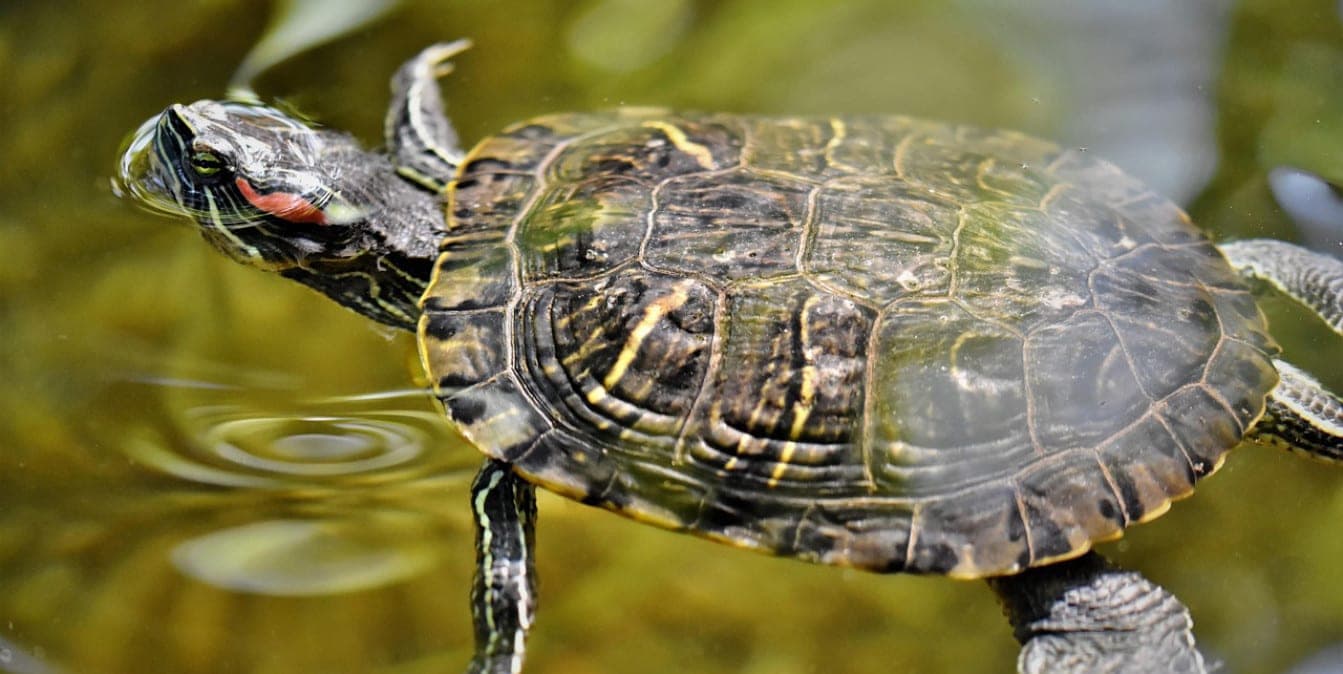 In the waters of one of the Belarusian cities settled dangerous reptiles