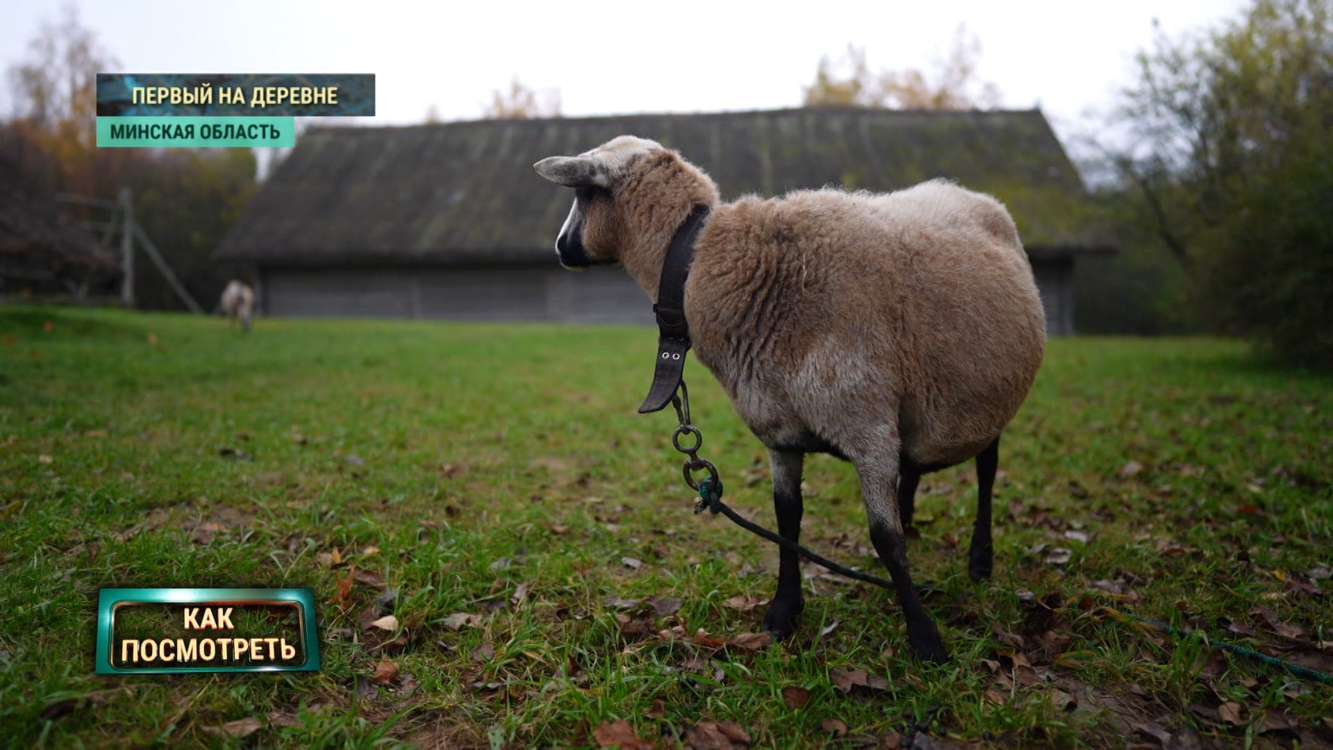 Museum without cages: how in the lake live horses, sheep and cats-employees