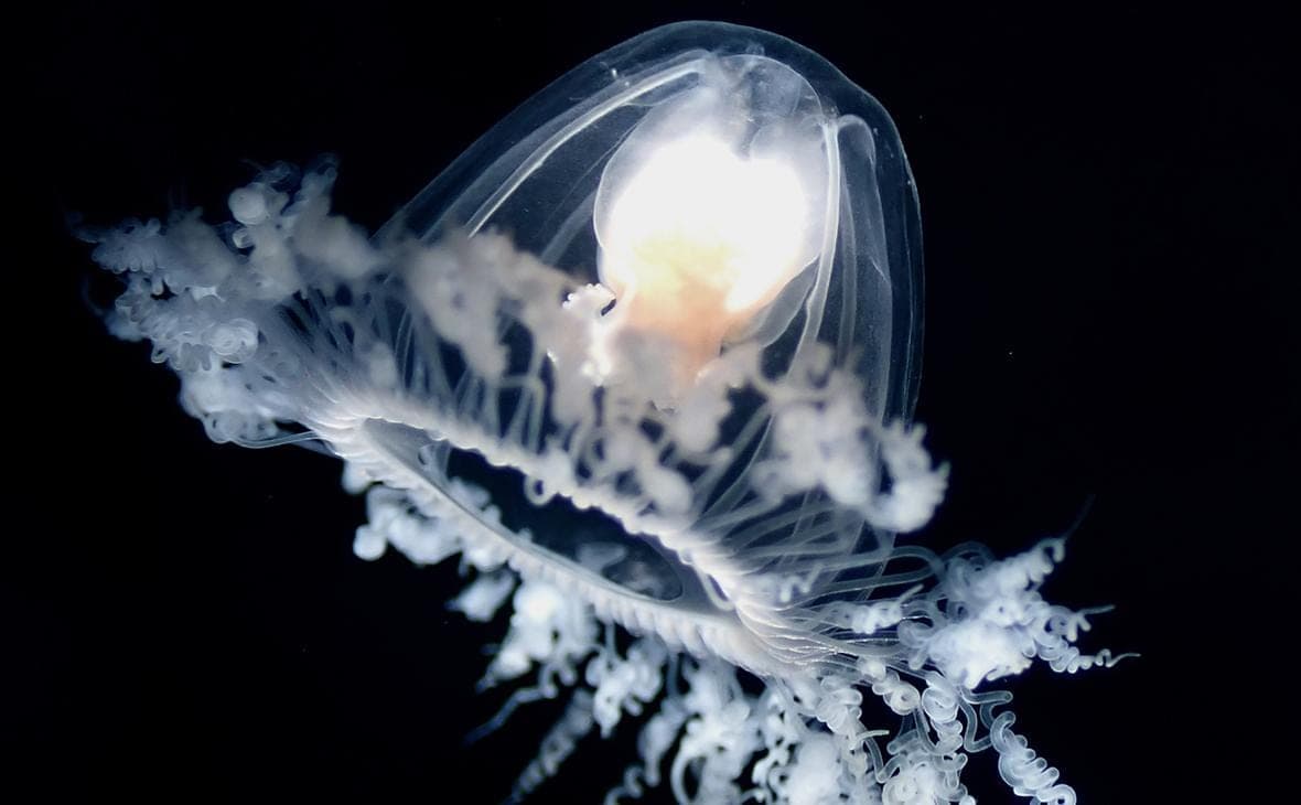 How an 'immortal' jellyfish could help scientists search for eternal youth