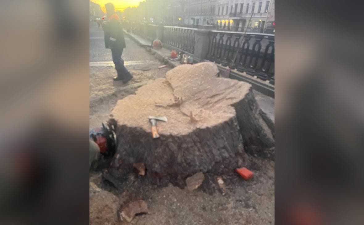 In the center of St. Petersburg sawed 100-year-old poplar from the game Call of Duty