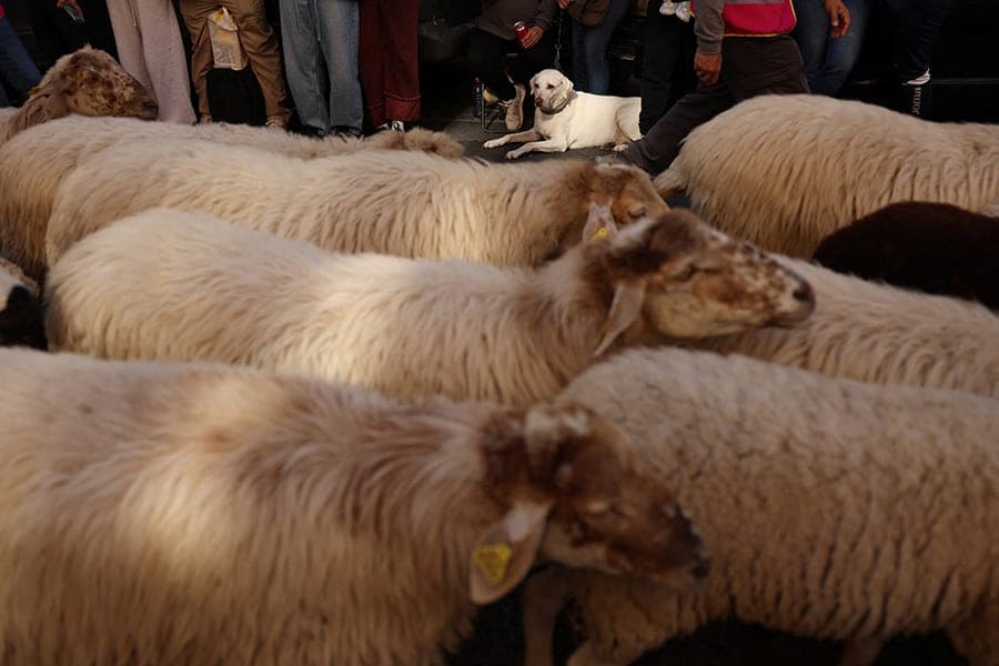 More than a thousand sheep passed through the center of Madrid. Photo Photo