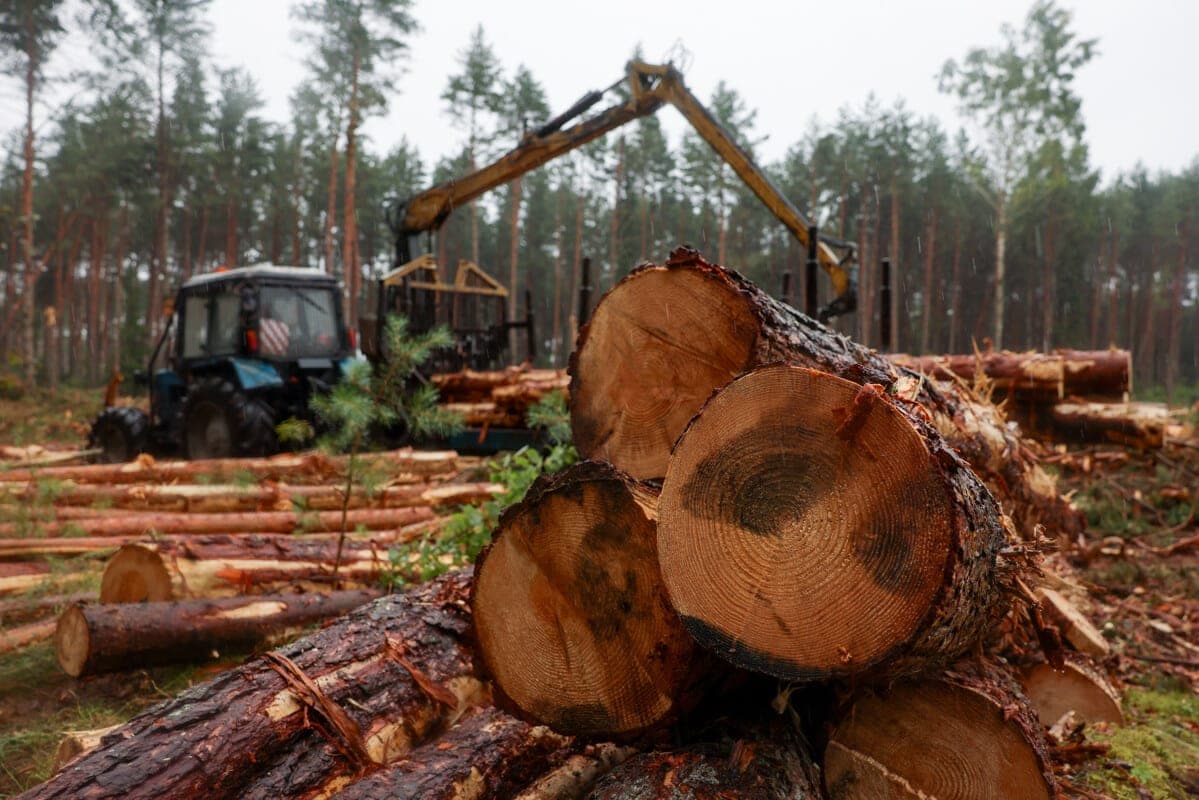 The Ministry of Forestry told how many drilling areas developed in the Minsk and Grodno regions