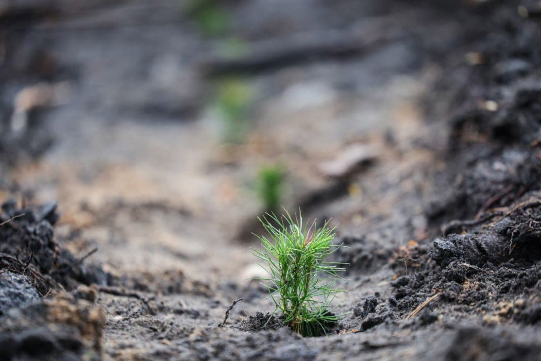 Sivets über die Aktion "Gib dem Wald einen neuen Zhyzzo": den natürlichen Reichtum des Landes zu schätzen ist unsere verfassungsmäßige Pflicht