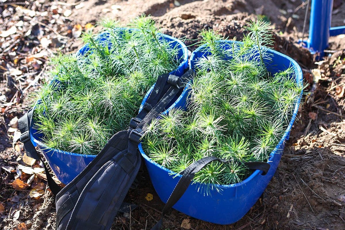 In the Grodno region during the action “Give the forest a new zhyzzo!” will restore about 300 hectares of forests