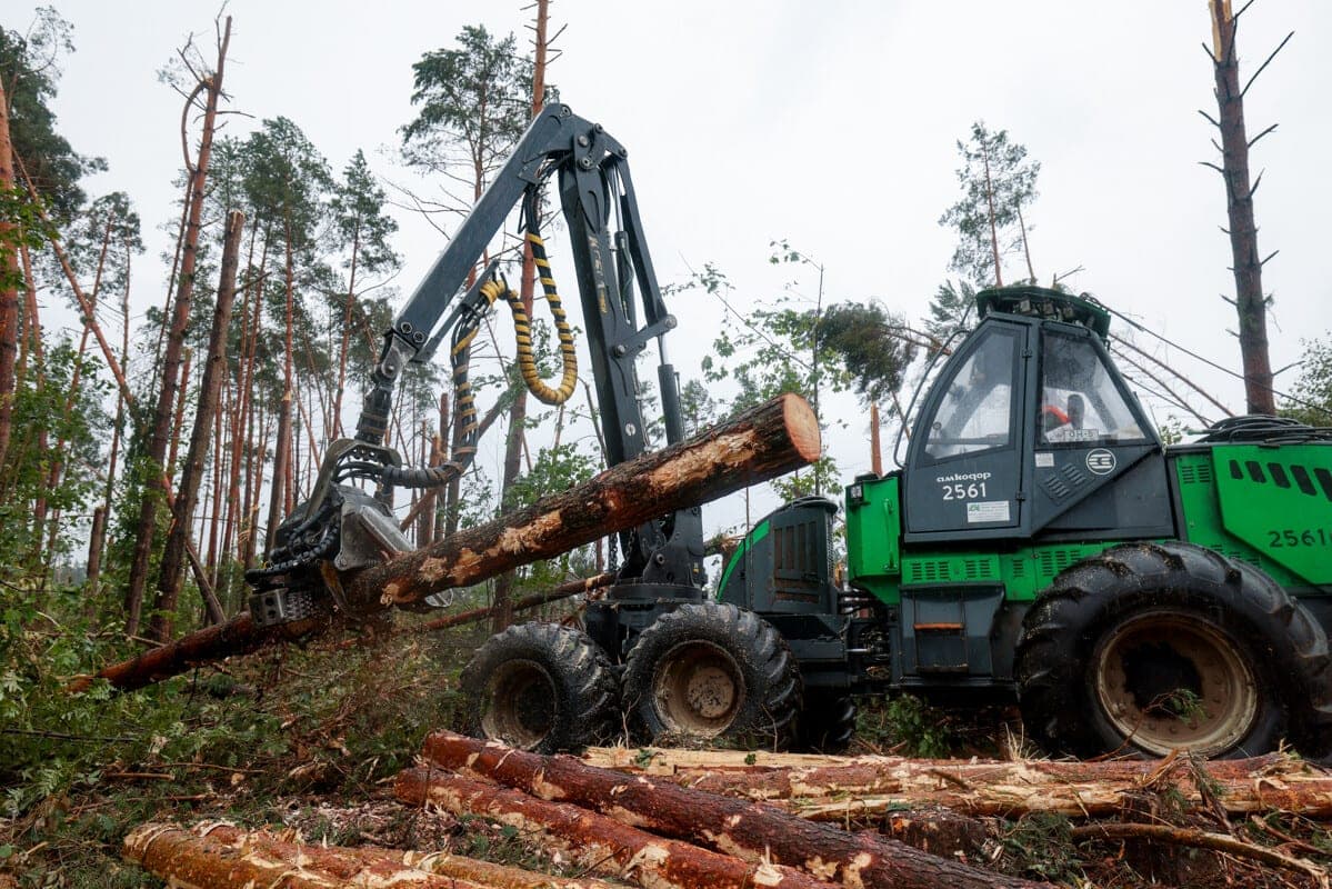 Ministry of Forestry: more than 65 percent of forest areas affected by hurricane winds in 2026 have already been developed
