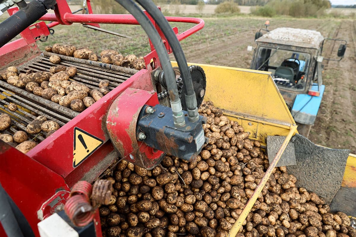 In the Brest region potato yield exceeded last year, reaching 329 centners per hectare