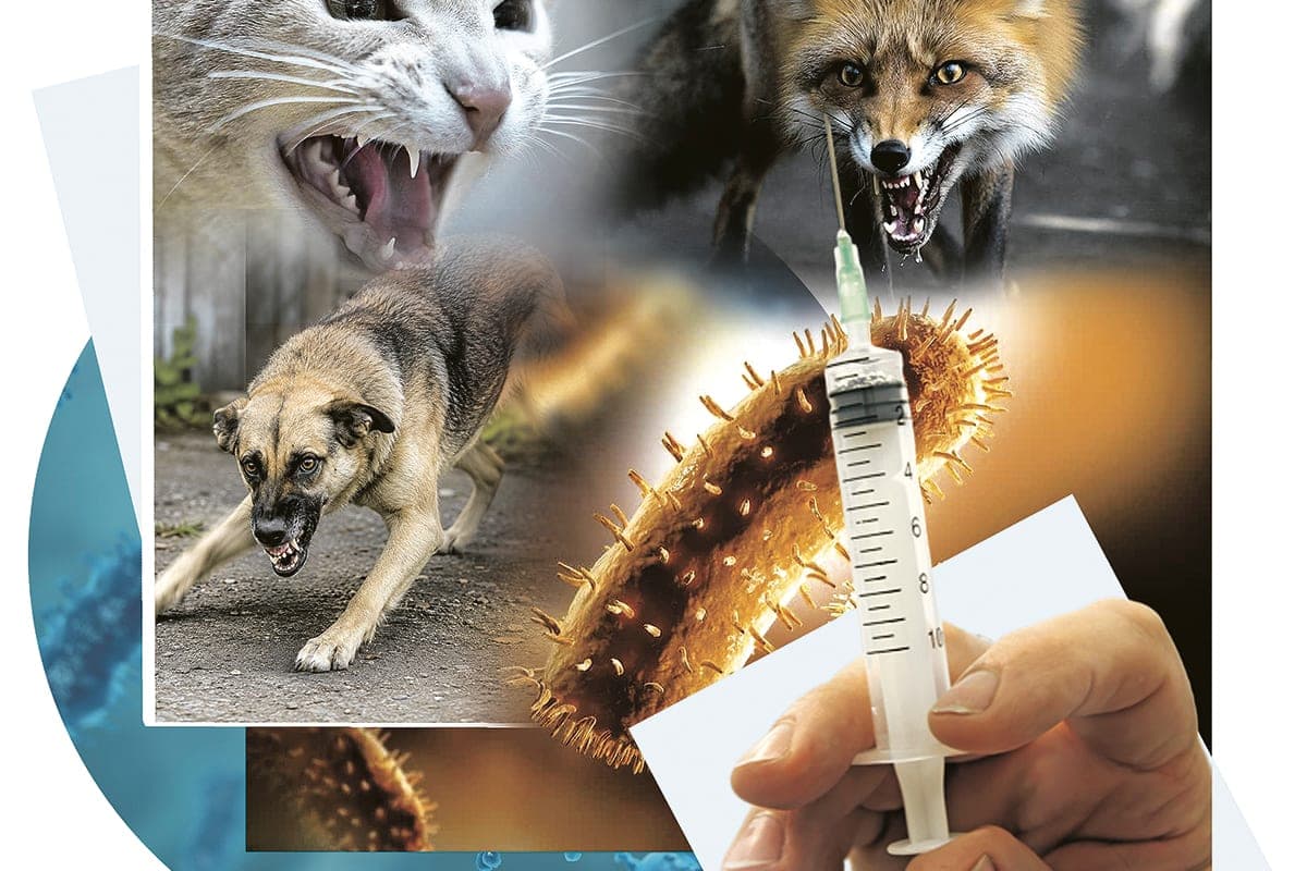 Ce que vous devez savoir sur la rage et pourquoi la vaccination est obligatoire pour les animaux de compagnie