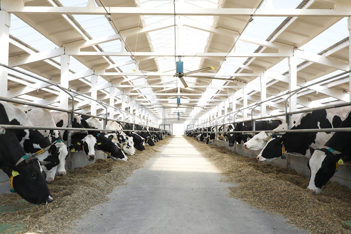 The work of the livestock industry in Brest region has a positive trend: the growth rate for 9 months amounted to 104.2%