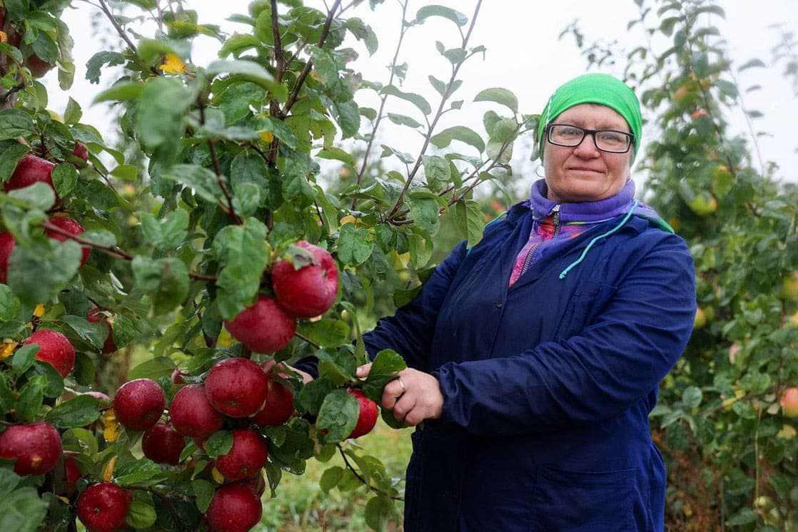 Grown with a soul: how in the Kletsky district clean and lay apples for the winter