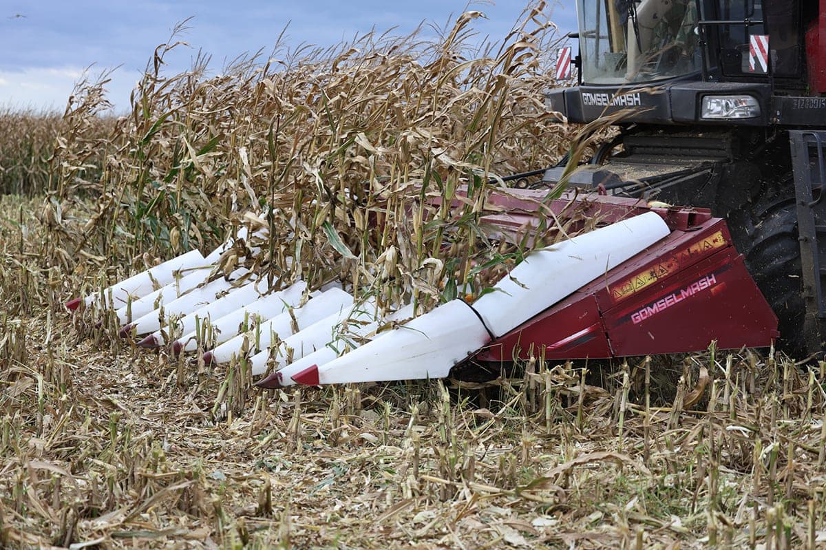 In the Gomel region, corn is harvested by almost 80% for silage, for grain by a third