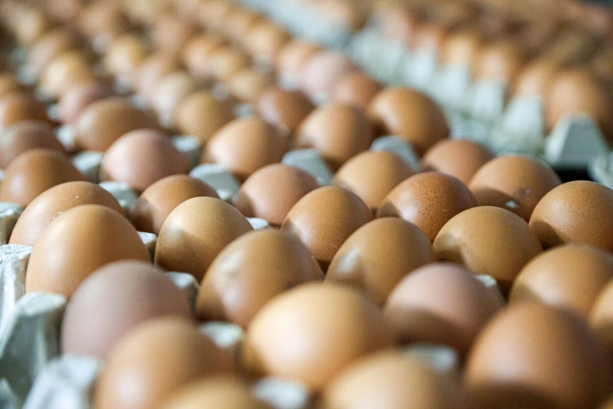 В Беларуси в январе — сентябре производство сельхозпродукции выросло на 4,6 %