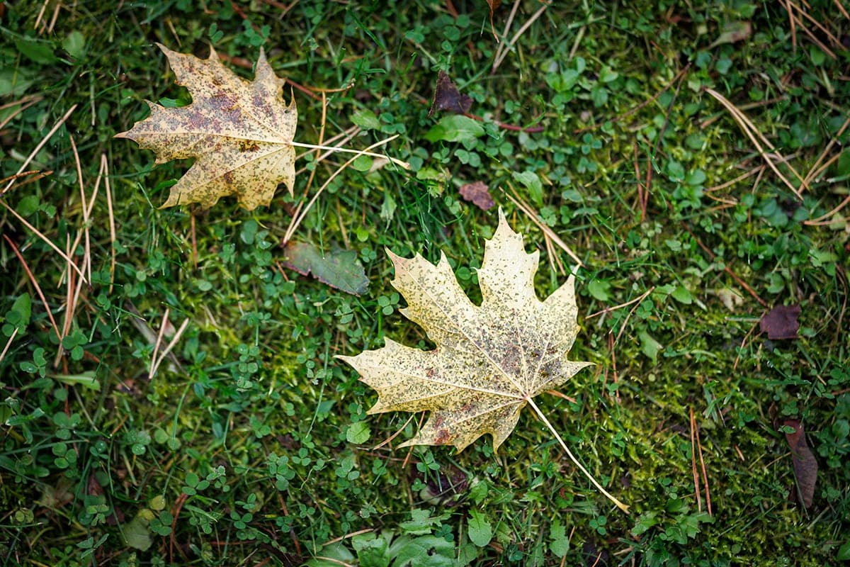 Find out what the weather will be in Minsk and the regional centers of Belarus night and day on October 14