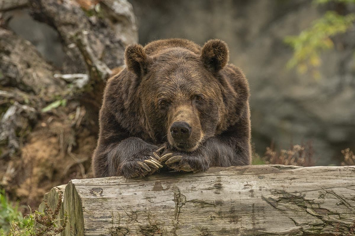 Interest in hunting bears in Belarus with the onset of autumn has not decreased