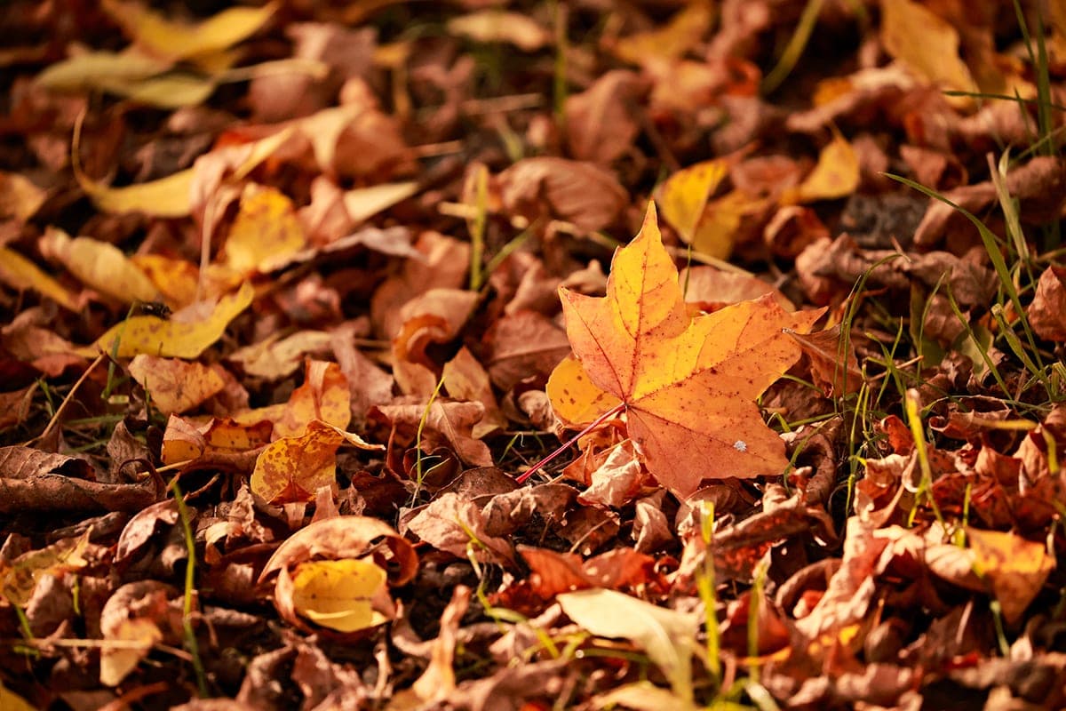 Find out what the weather will be in Minsk and the regional centers of Belarus at night and in the afternoon on October 15