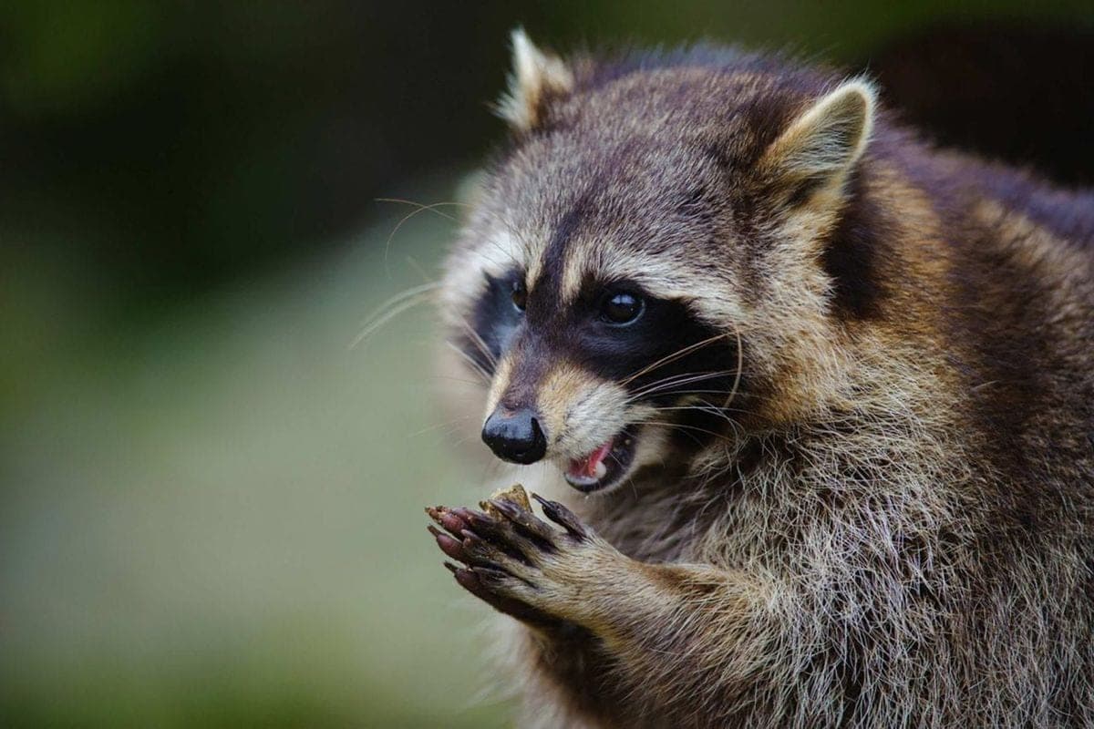 Where did the raccoon-strip come from in Belarus and why is it not such a cute animal as it might seem
