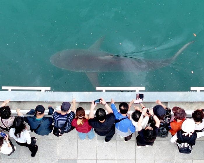 The night watch: the YouTubers who were guardians of a shark stuck in a South Korean canal