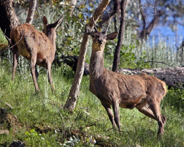 Feral deer will become Australia’s next feral pig problem without prompt action, report warns