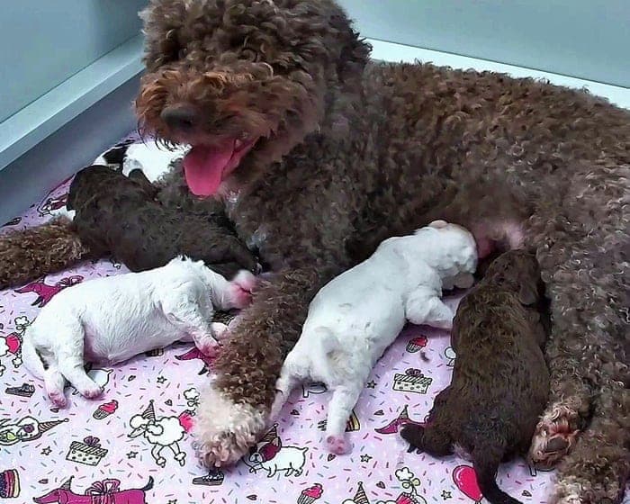 Puppy love: Finnish 24-hour newborn pup livestream is TV smash hit