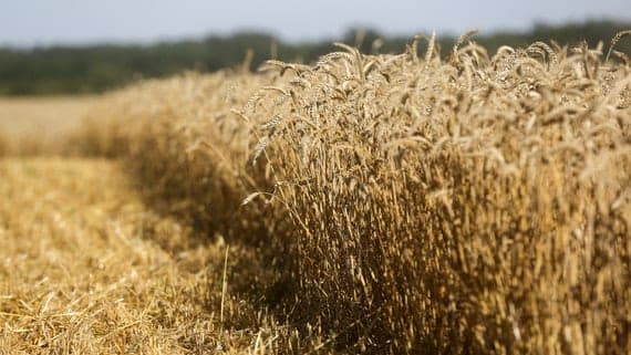 The Ministry of agriculture has set prices for the purchase of wheat in the state Fund