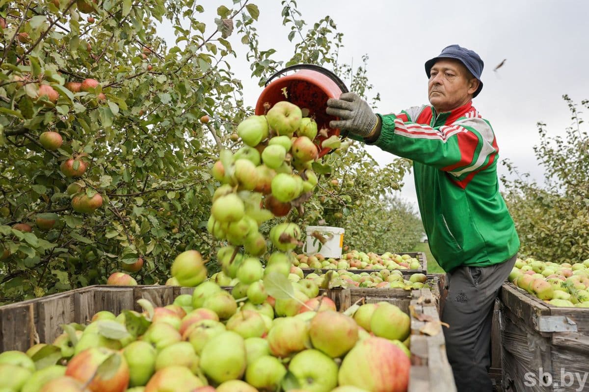 While the plant is actively processing apples of a new harvest, the harvest continues in the garden.