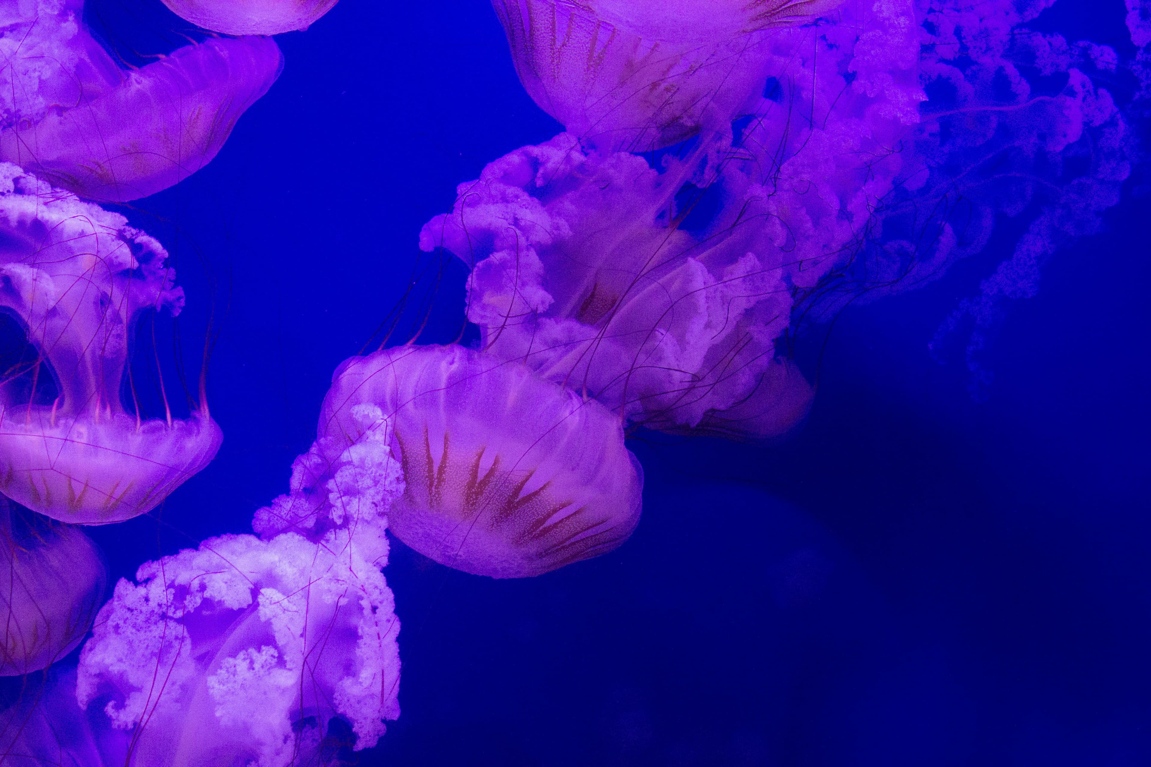 Фото: pexels
