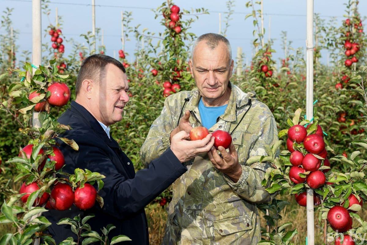 The head of the farm Yuri Fedkovich and the garden manager Yuri Shchegelsky assess the harvest.