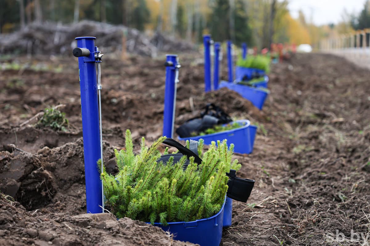 The head of the Ministry of Forestry reminded that the action will end on October 24.