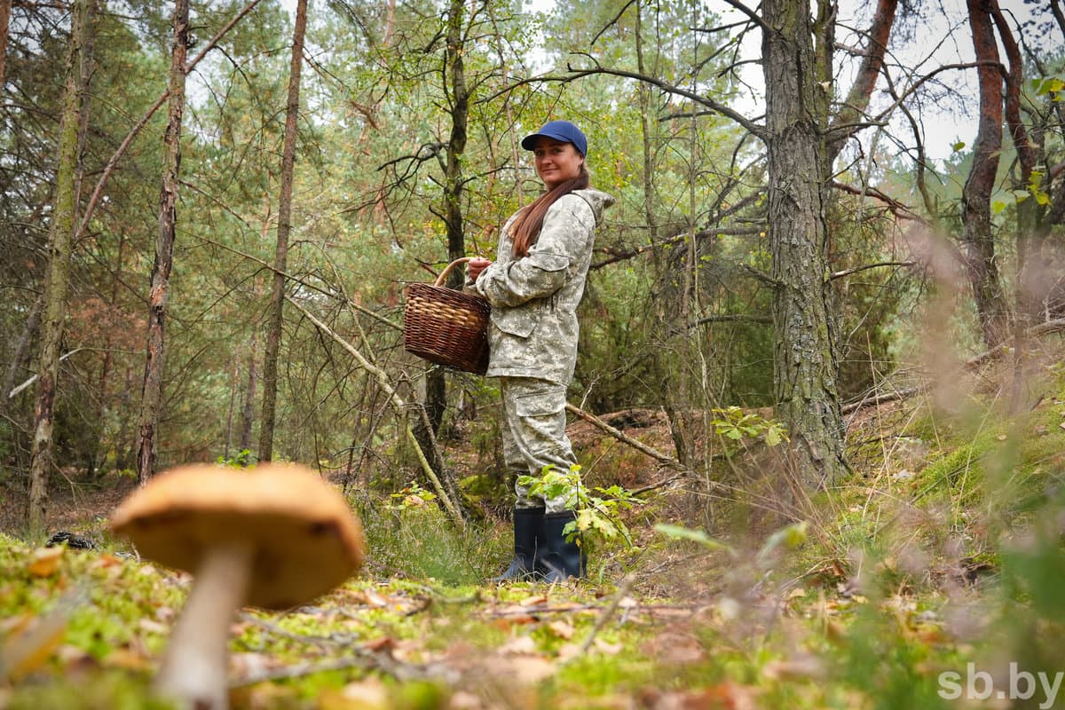 How not to get lost in the forest EMERCOM reminded mushroom pickers about safety rules
